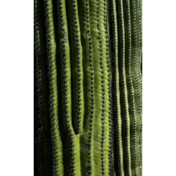 Natural Cactus Plants